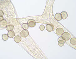 صورة Syzygites