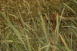 Image of broadleaf cattail