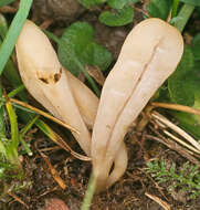 Image of Clavaria tenuipes Berk. & Broome 1848