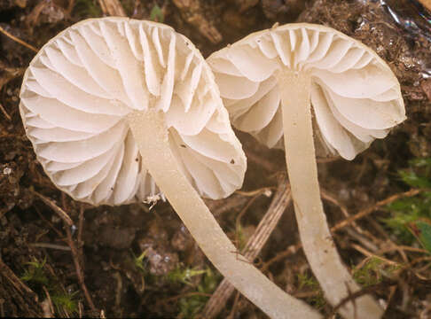 Image of Atheniella flavoalba (Fr.) Redhead, Moncalvo, Vilgalys, Desjardin & B. A. Perry 2012