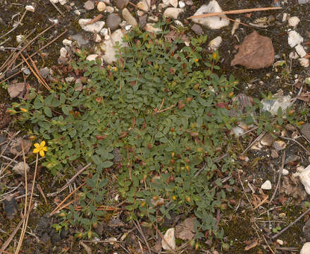 Image of trailing St John's-wort