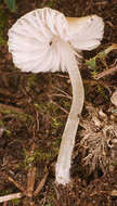 Image of Atheniella flavoalba (Fr.) Redhead, Moncalvo, Vilgalys, Desjardin & B. A. Perry 2012