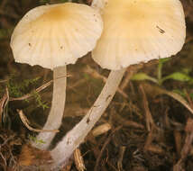 Image of Atheniella flavoalba (Fr.) Redhead, Moncalvo, Vilgalys, Desjardin & B. A. Perry 2012