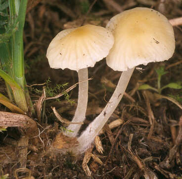 Image of Atheniella flavoalba (Fr.) Redhead, Moncalvo, Vilgalys, Desjardin & B. A. Perry 2012