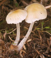 Image of Atheniella flavoalba (Fr.) Redhead, Moncalvo, Vilgalys, Desjardin & B. A. Perry 2012