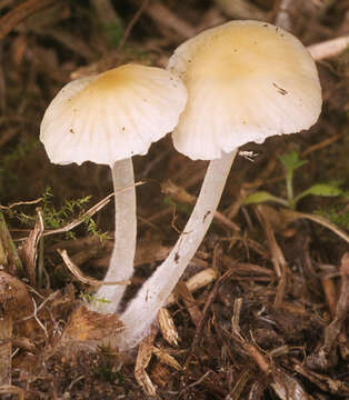 Image of Atheniella flavoalba (Fr.) Redhead, Moncalvo, Vilgalys, Desjardin & B. A. Perry 2012