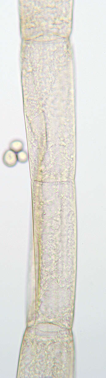 Image of Syzygites