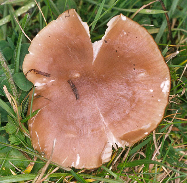 Image of Cuphophyllus colemannianus (A. Bloxam) Bon 1985