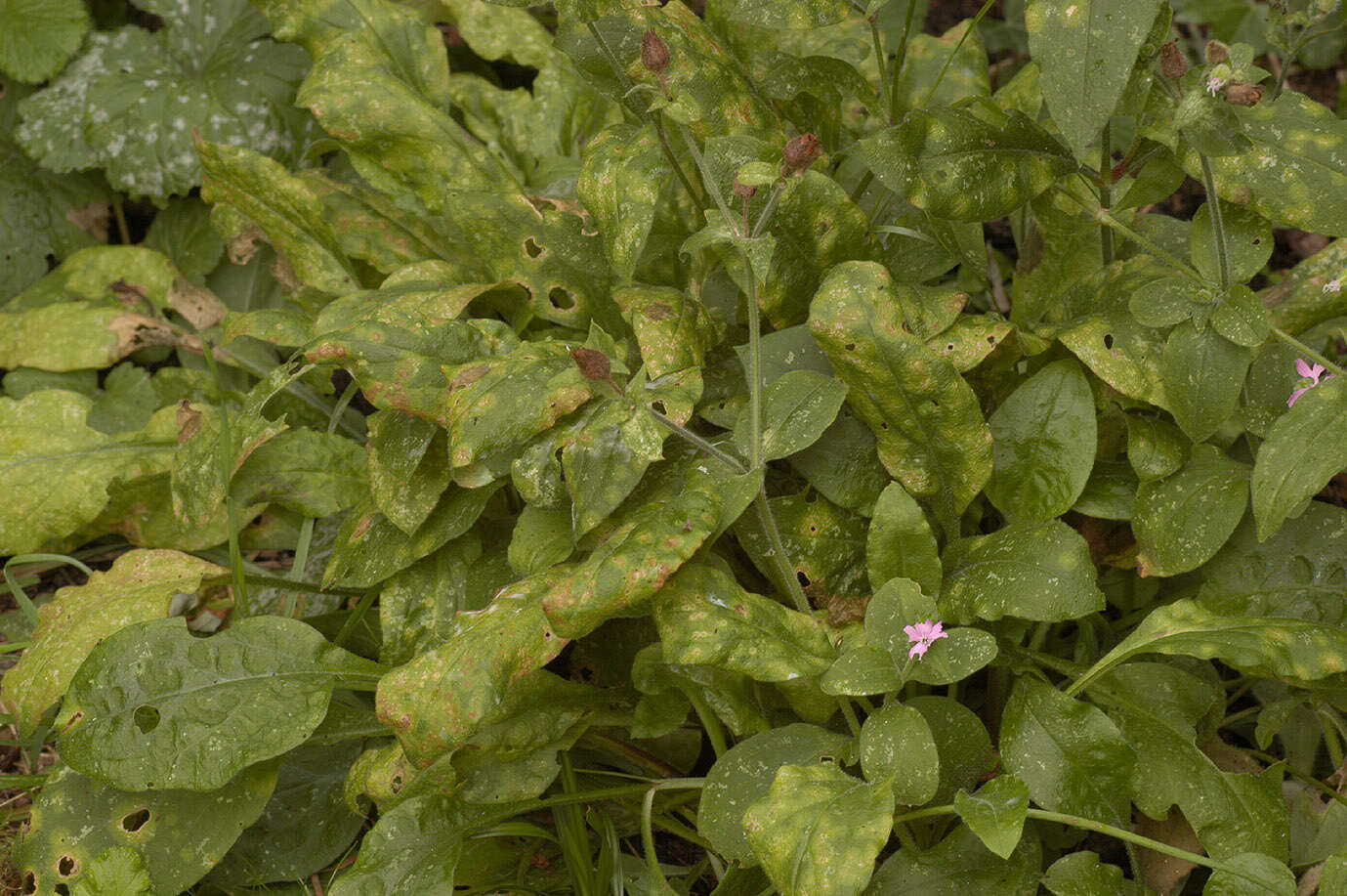 Image of Puccinia arenariae (Schumach.) J. Schröt. 1880