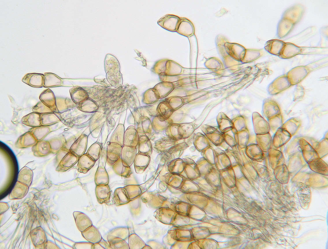 Image of Puccinia arenariae (Schumach.) J. Schröt. 1880