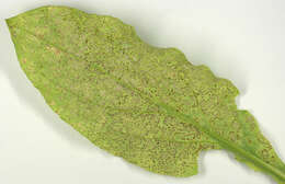 Image of Puccinia arenariae (Schumach.) J. Schröt. 1880