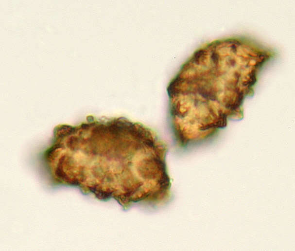 Image of Common Fern