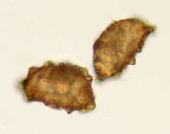 Image of Common Fern