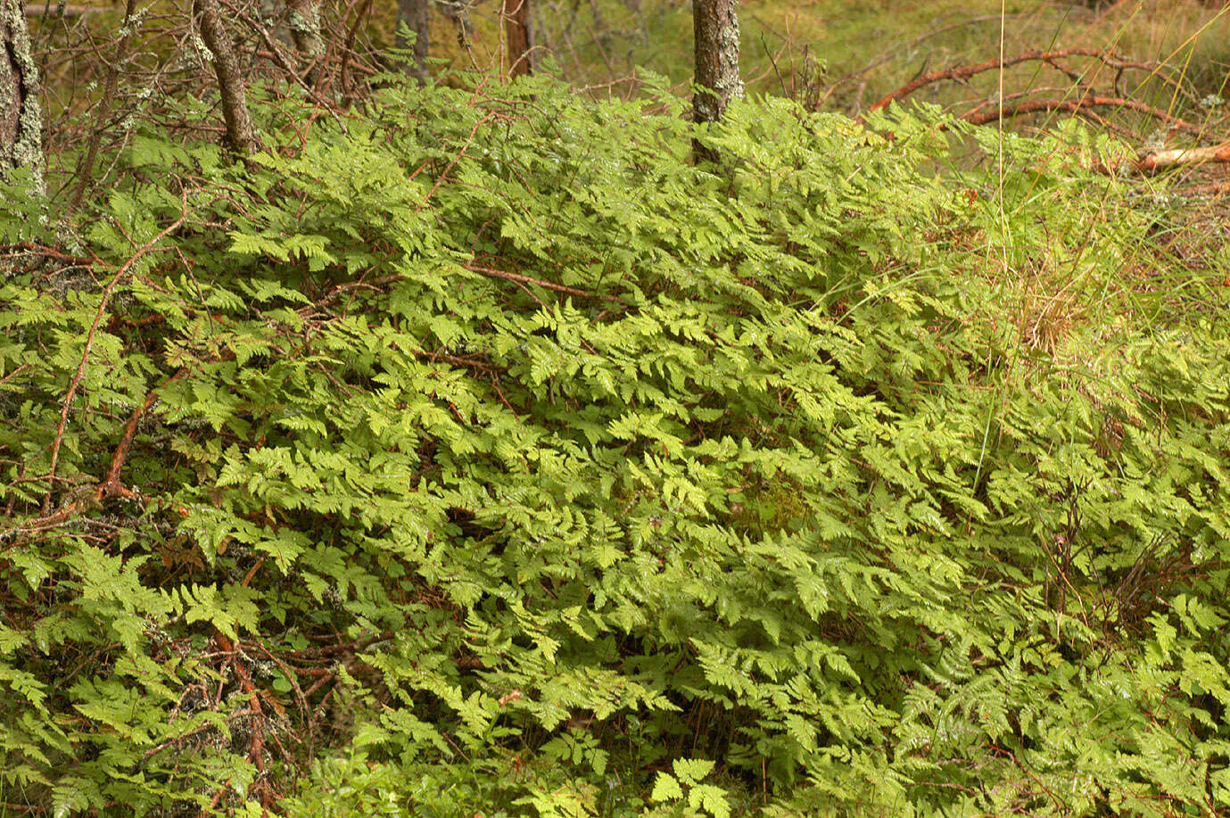 Image of Common Fern