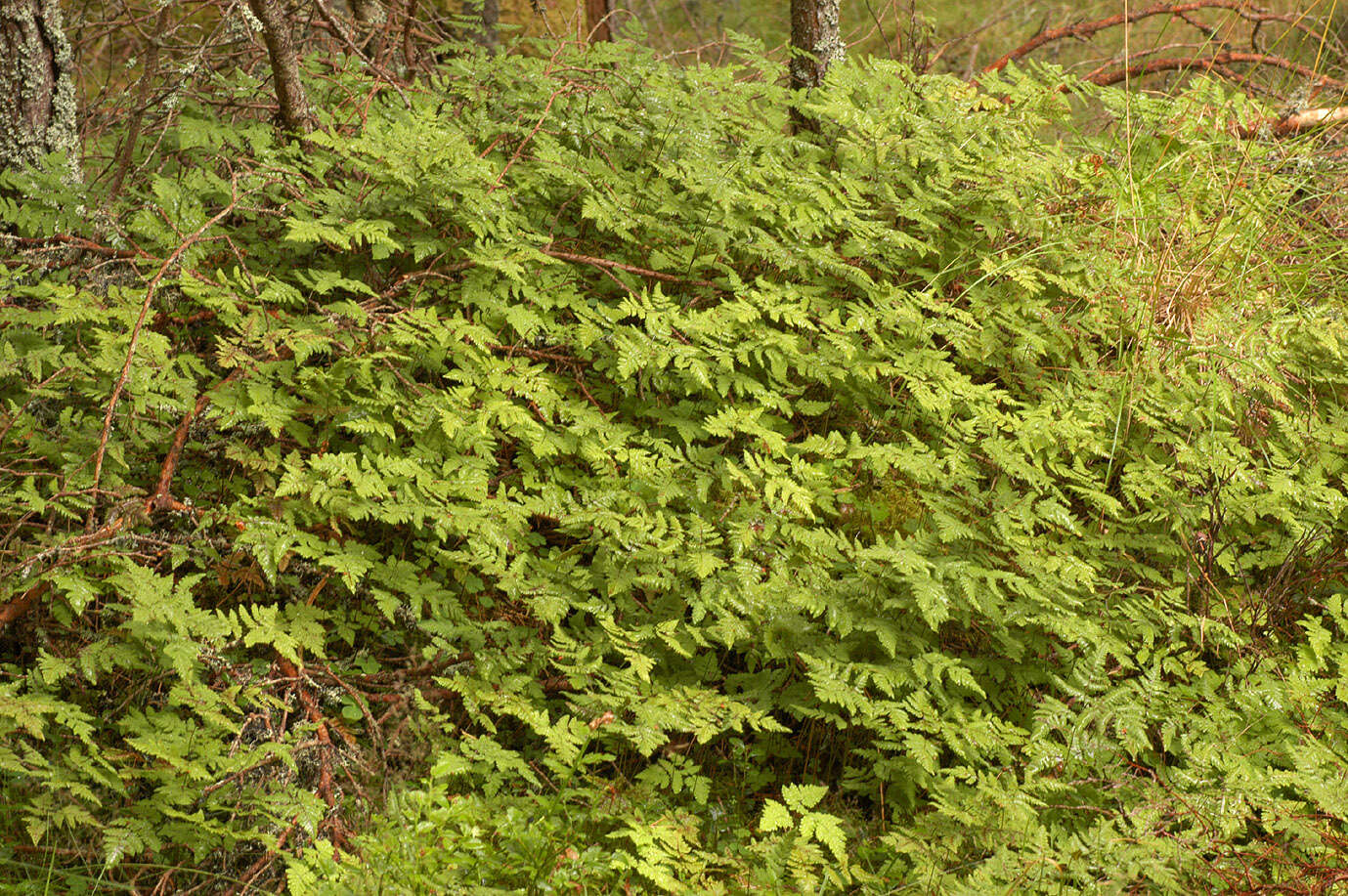 Image of Common Fern