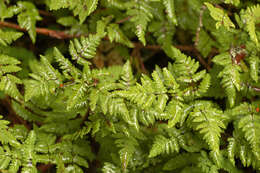 Слика од Gymnocarpium dryopteris (L.) Newm.