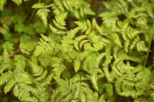 Image of Common Fern