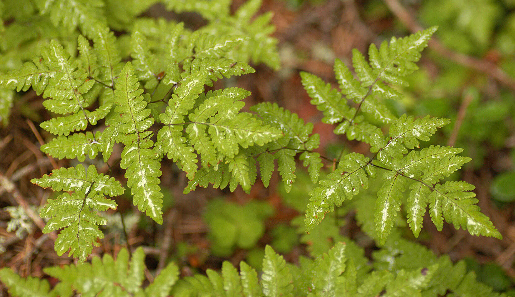 Image of Common Fern