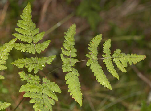 Image of Common Fern