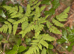 Image of Common Fern