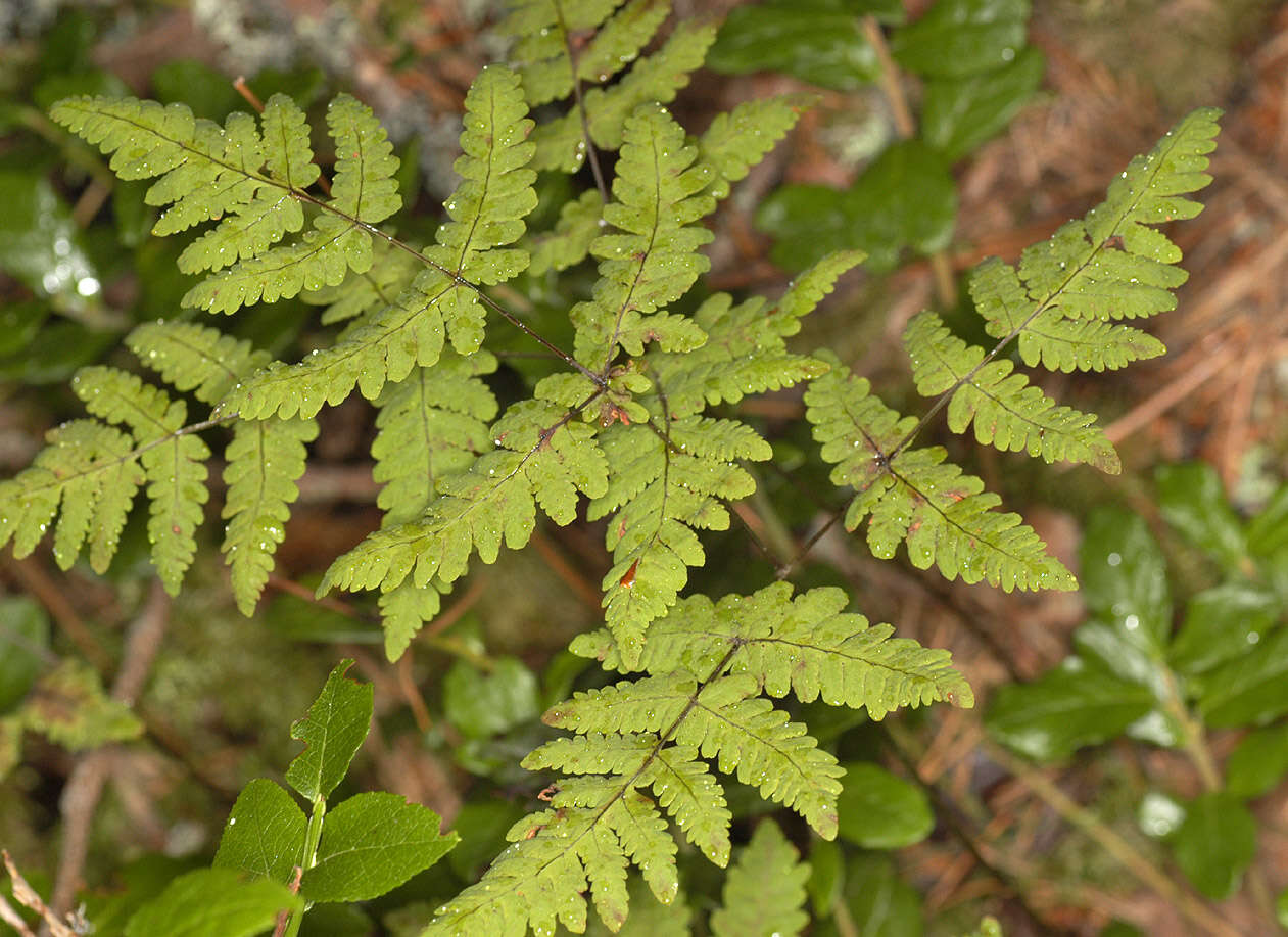 Слика од Gymnocarpium dryopteris (L.) Newm.