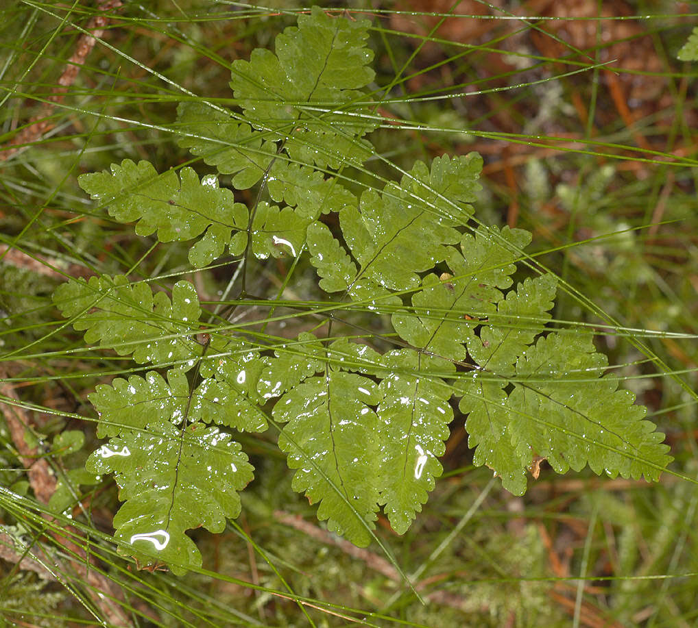 Слика од Gymnocarpium dryopteris (L.) Newm.