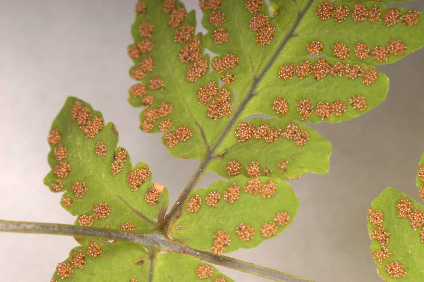 Слика од Gymnocarpium dryopteris (L.) Newm.