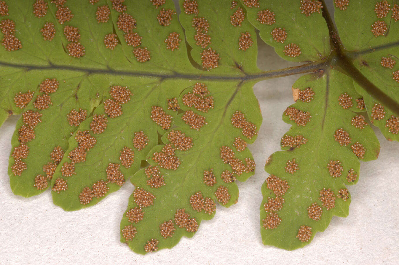 Слика од Gymnocarpium dryopteris (L.) Newm.