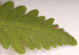 Image of Common Fern