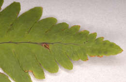 Слика од Gymnocarpium dryopteris (L.) Newm.