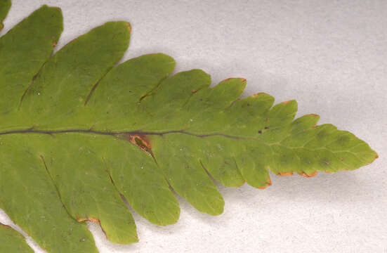 Image of Common Fern