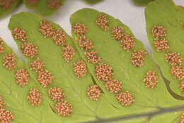 Image of Common Fern