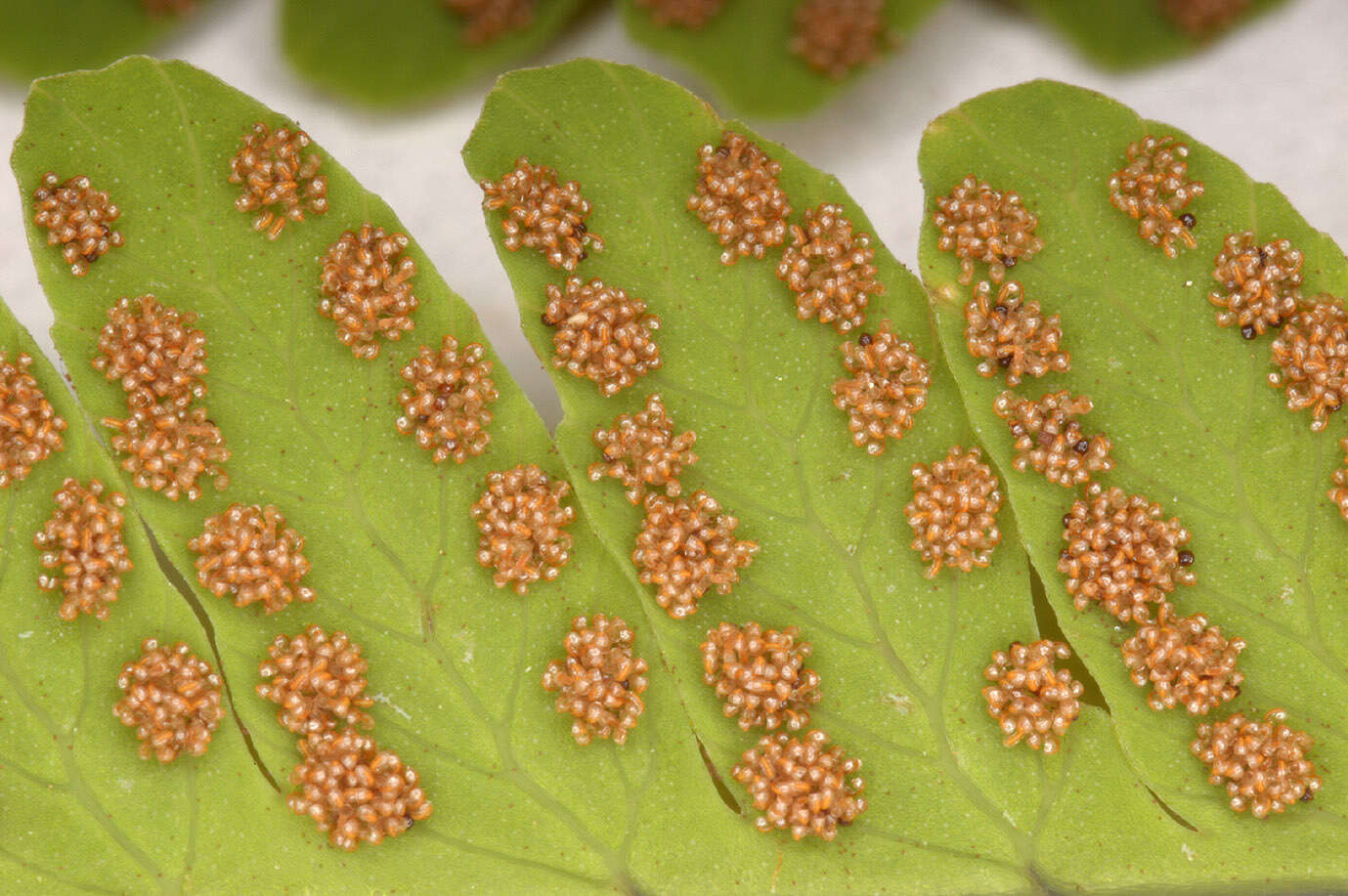 Image of Common Fern