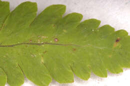 Image of Common Fern