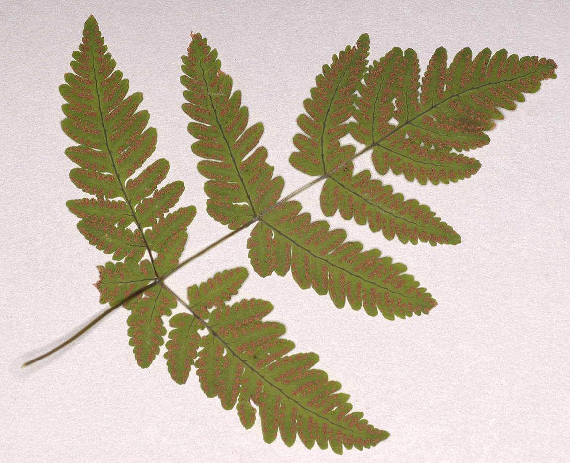 Image of Common Fern