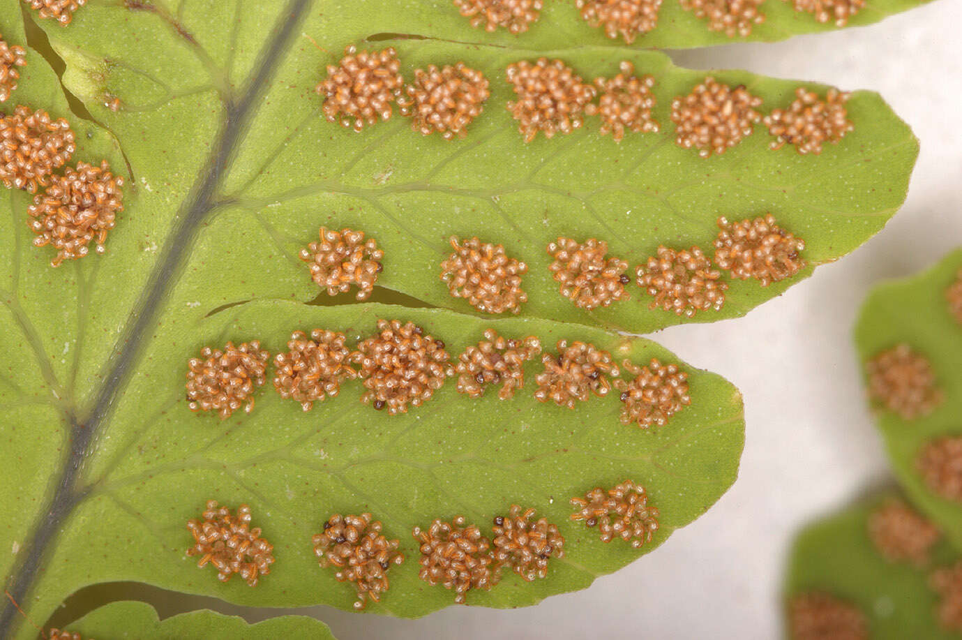 Image of Common Fern