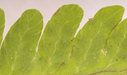 Image of Common Fern