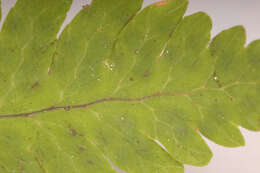 Image of Common Fern