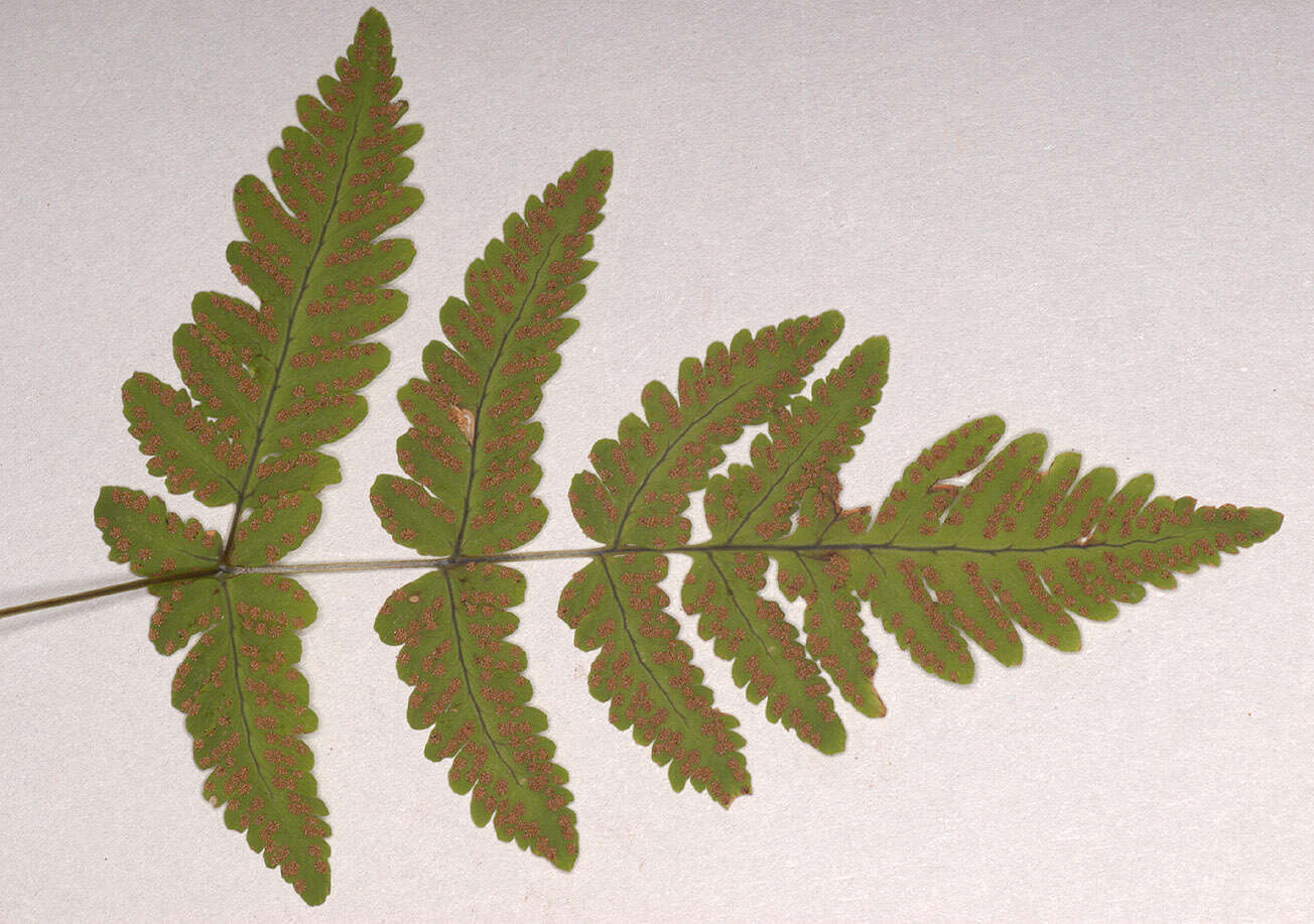 Image of Common Fern