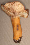 Image of Tawny Milkcap