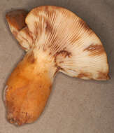 Image of Tawny Milkcap