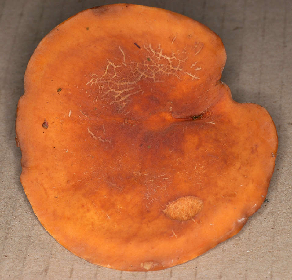 Image of Tawny Milkcap