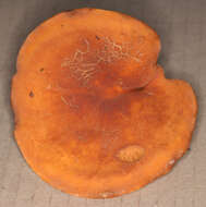 Image of Tawny Milkcap