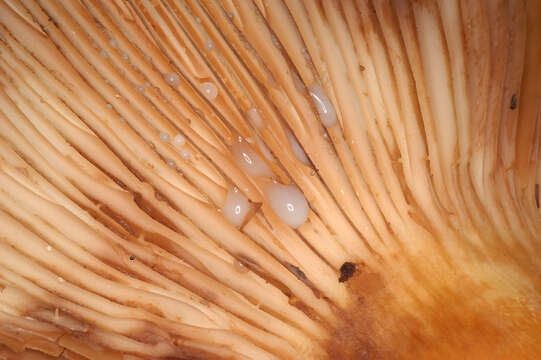 Image of Tawny Milkcap