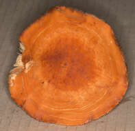 Image of Tawny Milkcap