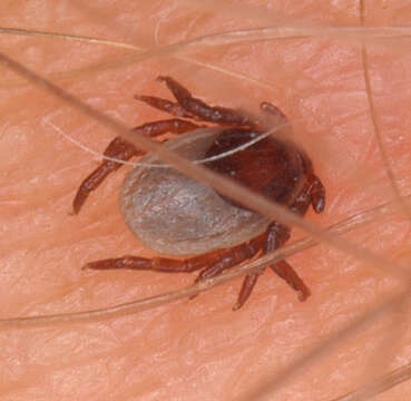 Image of Ixodes ricinus (Linnaeus 1758)