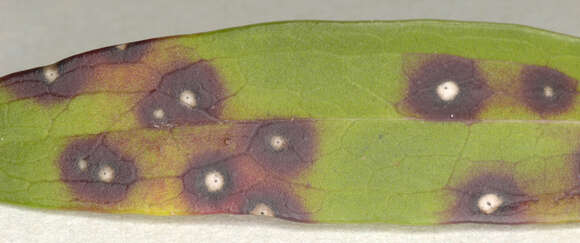 Image of Septoria scabiosicola Desm. 1853