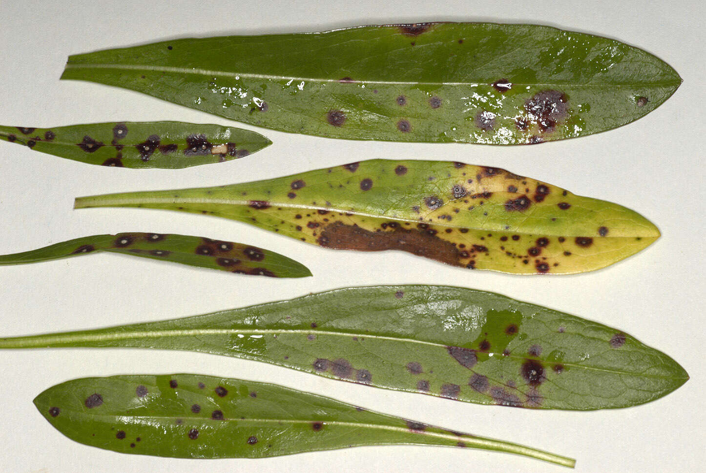 Image of Septoria scabiosicola Desm. 1853