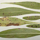 صورة Septoria scabiosicola Desm. 1853