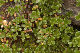 Image of bearberry